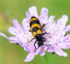 Mylabris variabilis